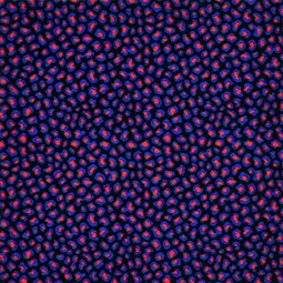 LCC 0012